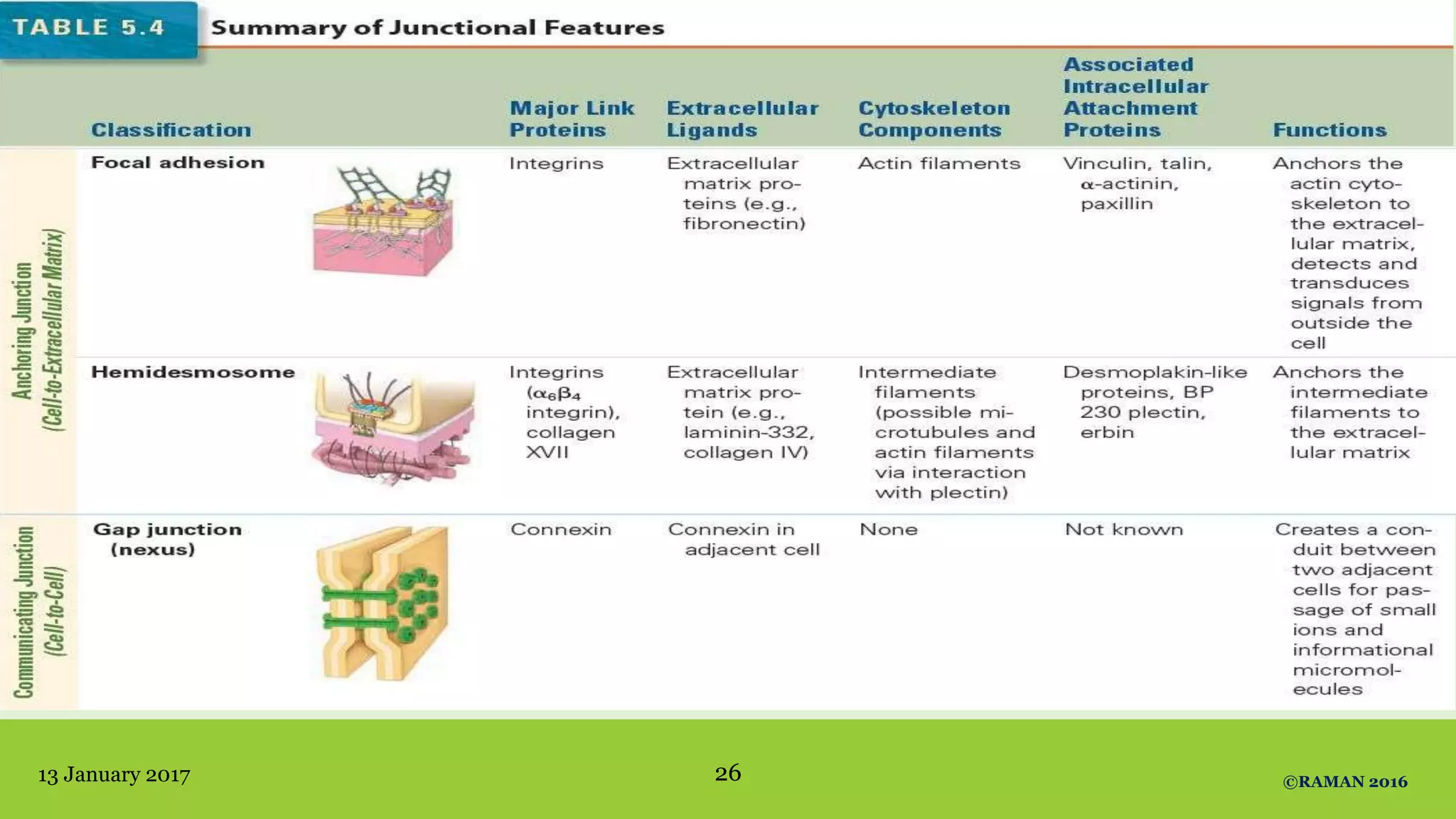 13 January 2017 ©RAMAN 201626
 