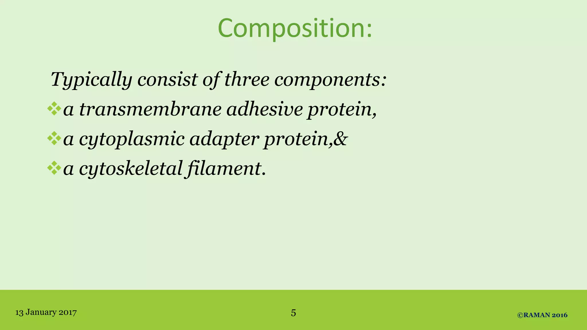 Composition:
Typically consist of three components:
a transmembrane adhesive protein,
a cytoplasmic adapter protein,&
a cytoskeletal filament.
13 January 2017 ©RAMAN 20165
 