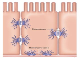 Physiology of different Intercellular Junctions. | PPTX