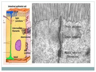 Intercellular junctions_2 | PPTX
