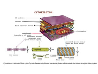 INTERCELLULAR JUNCTIONS or CONNECTIONS BY DR K AMBAREESHA | PPTX