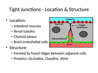 Fused Ridge Example Diagram INTERCELLULAR JUNCTIONS or CONNECTIONS BY DR K AMBAREESHA | PPTX