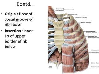 Intercostal Muscle and Diaphragm NAIHS pdf.pdf