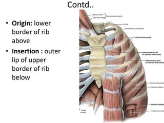 Intercostal Muscle and Diaphragm NAIHS pdf.pdf