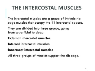 THE INTERCOSTAL MUSCLES
The intercostal muscles are a group of intrinsic rib
cage muscles that occupy the 11 intercostal spaces.
They are divided into three groups, going
from superficial to deep:
External intercostal muscles
Internal intercostal muscles
Innermost intercostal muscles
All three groups of muscles support the rib cage.
2
 