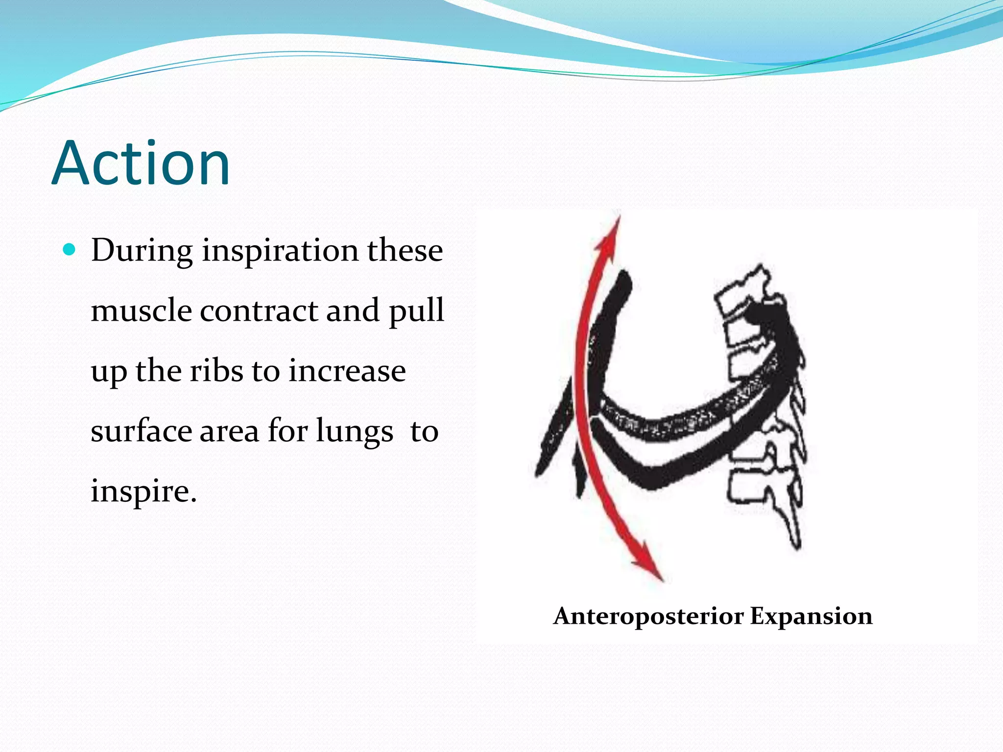 Action
 During inspiration these
muscle contract and pull
up the ribs to increase
surface area for lungs to
inspire.
Anteroposterior Expansion
 