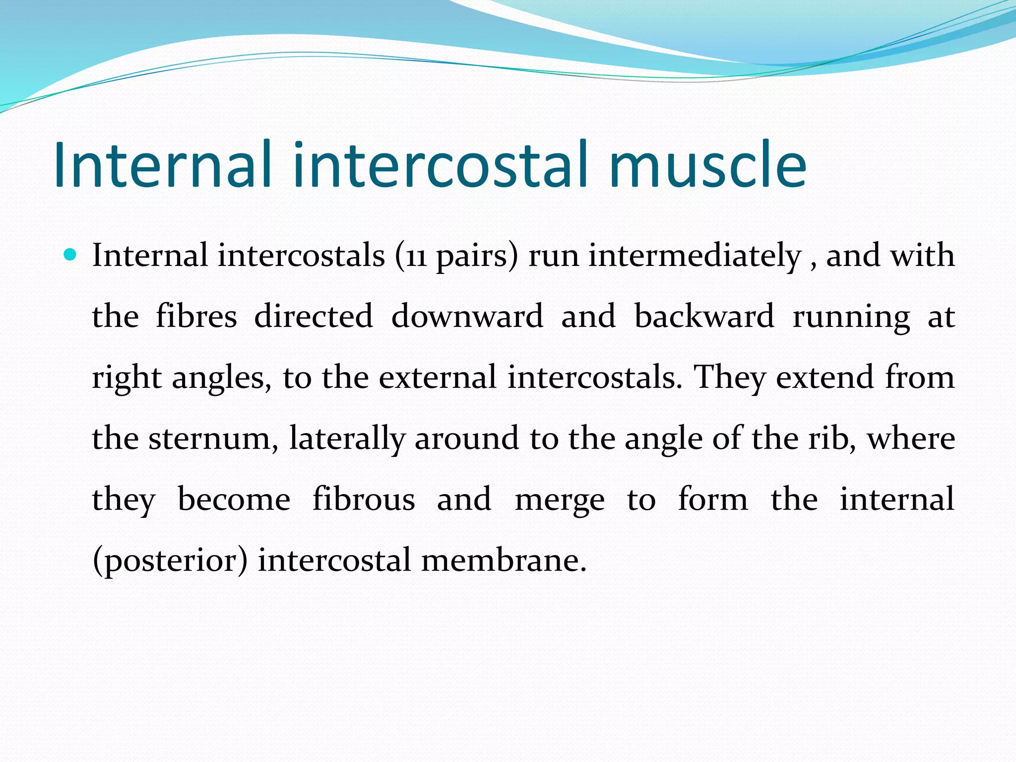 Internal intercostal muscle
 Internal intercostals (11 pairs) run intermediately , and with
the fibres directed downward and backward running at
right angles, to the external intercostals. They extend from
the sternum, laterally around to the angle of the rib, where
they become fibrous and merge to form the internal
(posterior) intercostal membrane.
 