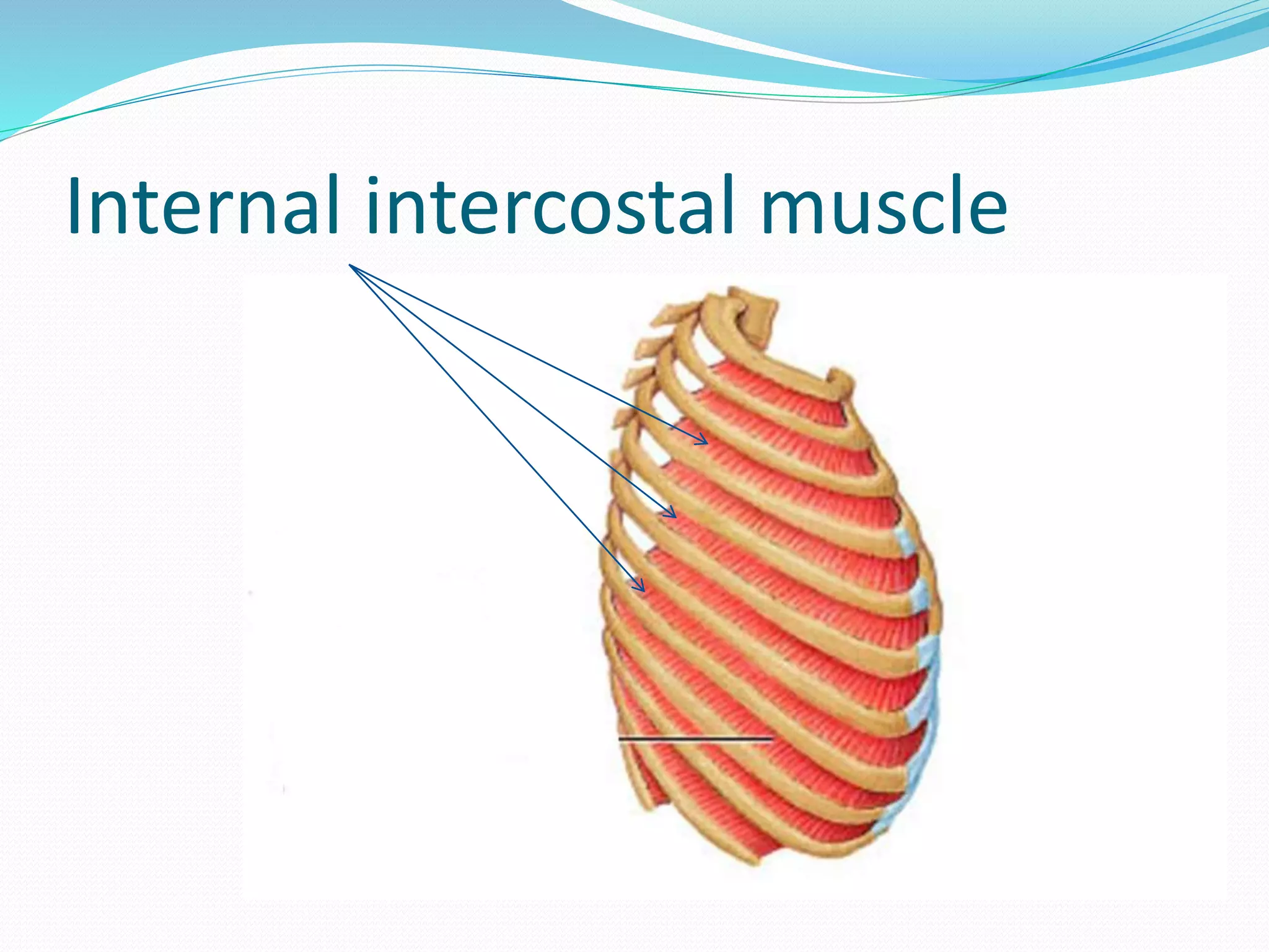 Internal intercostal muscle
 