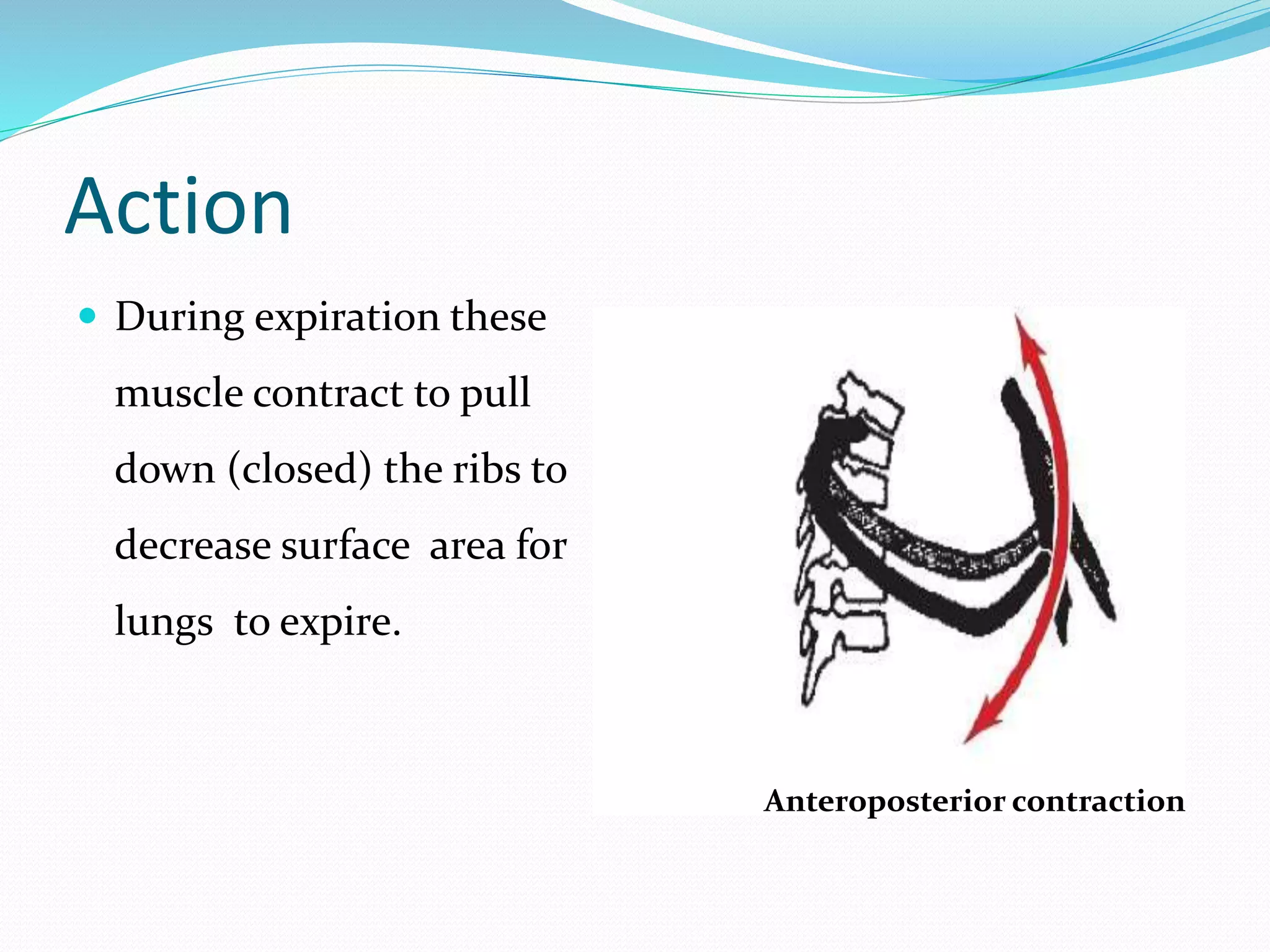 Action
 During expiration these
muscle contract to pull
down (closed) the ribs to
decrease surface area for
lungs to expire.
Anteroposterior contraction
 