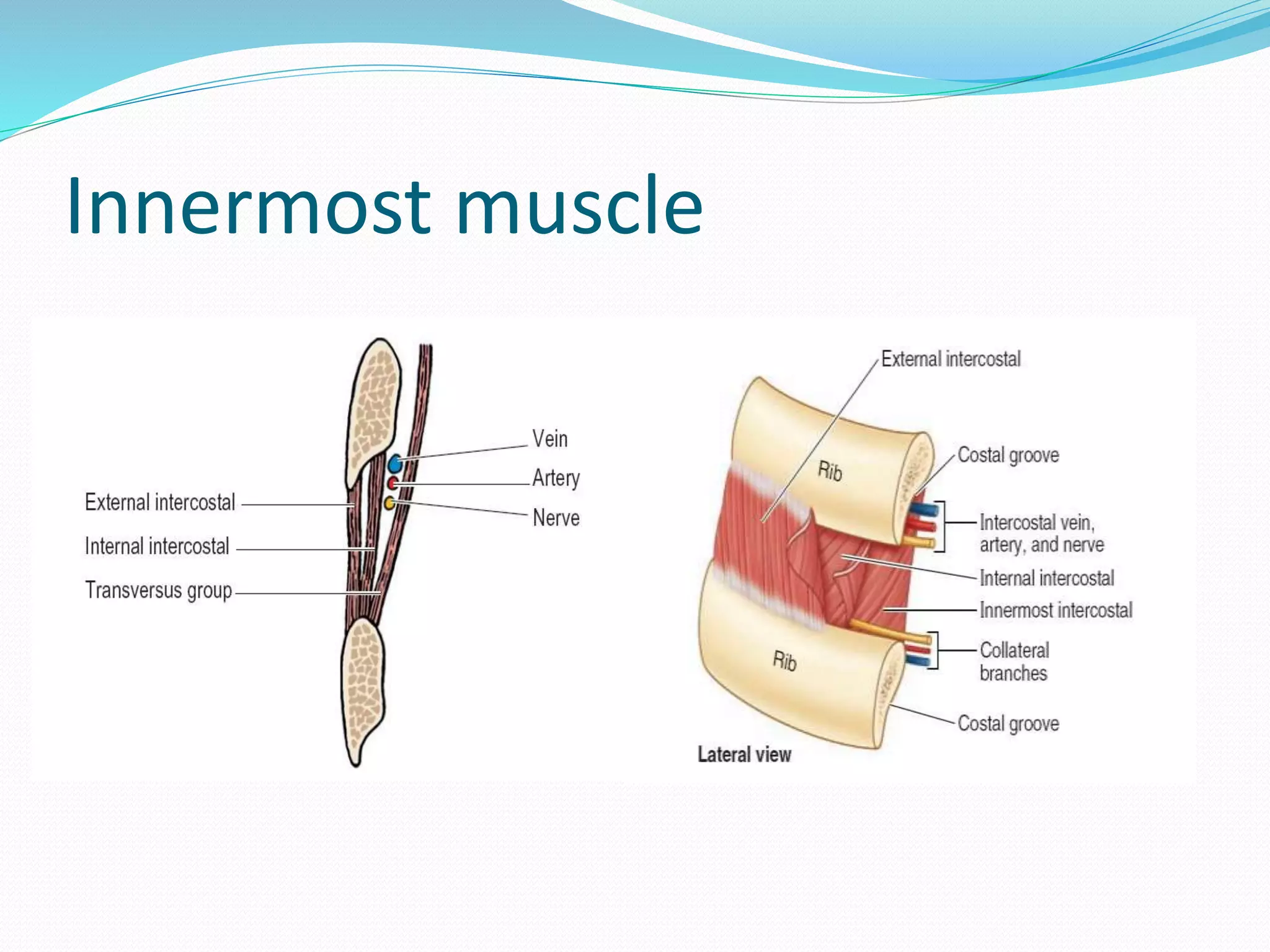 Innermost muscle
 