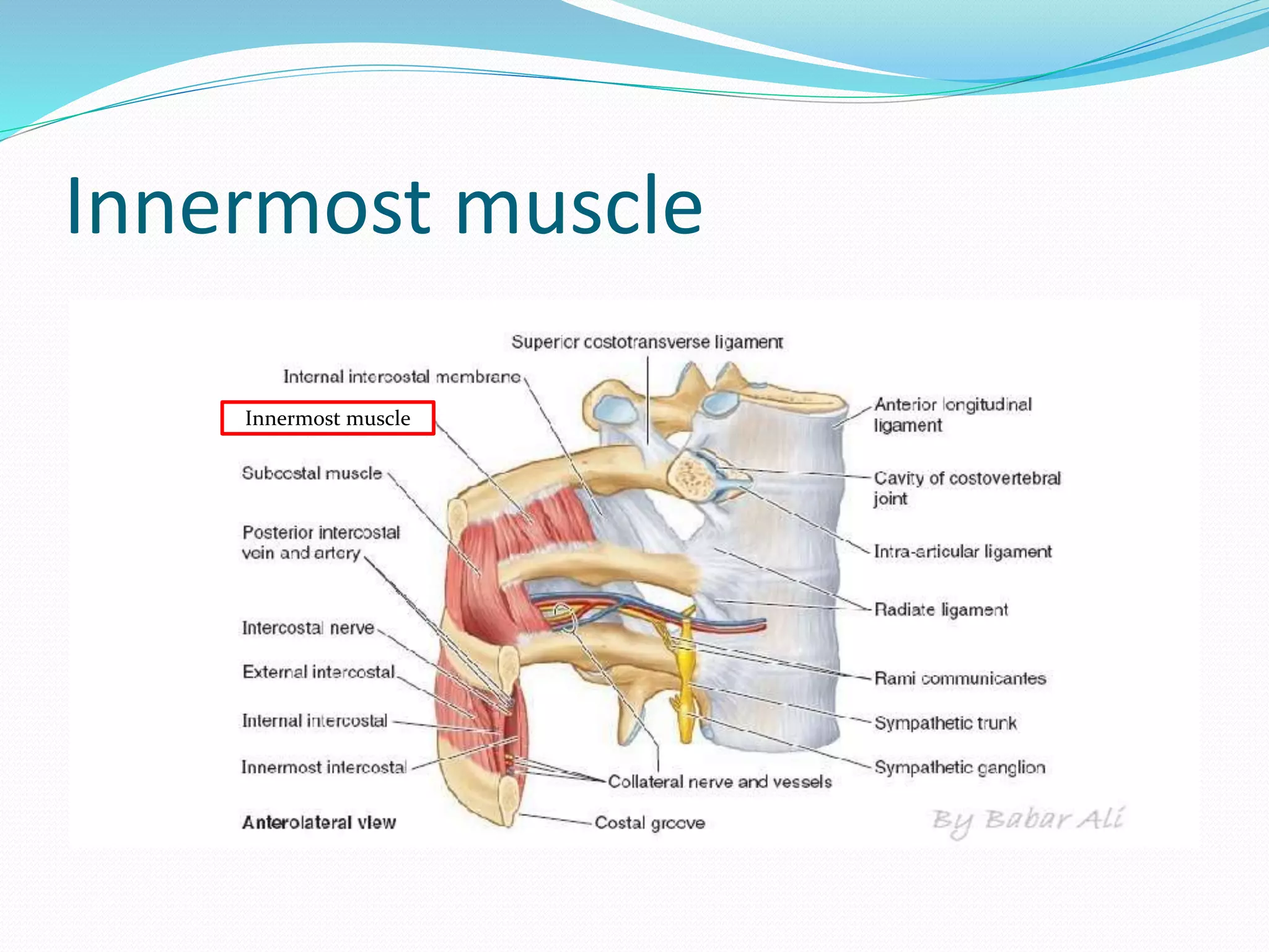 Innermost muscle
Innermost muscle
 
