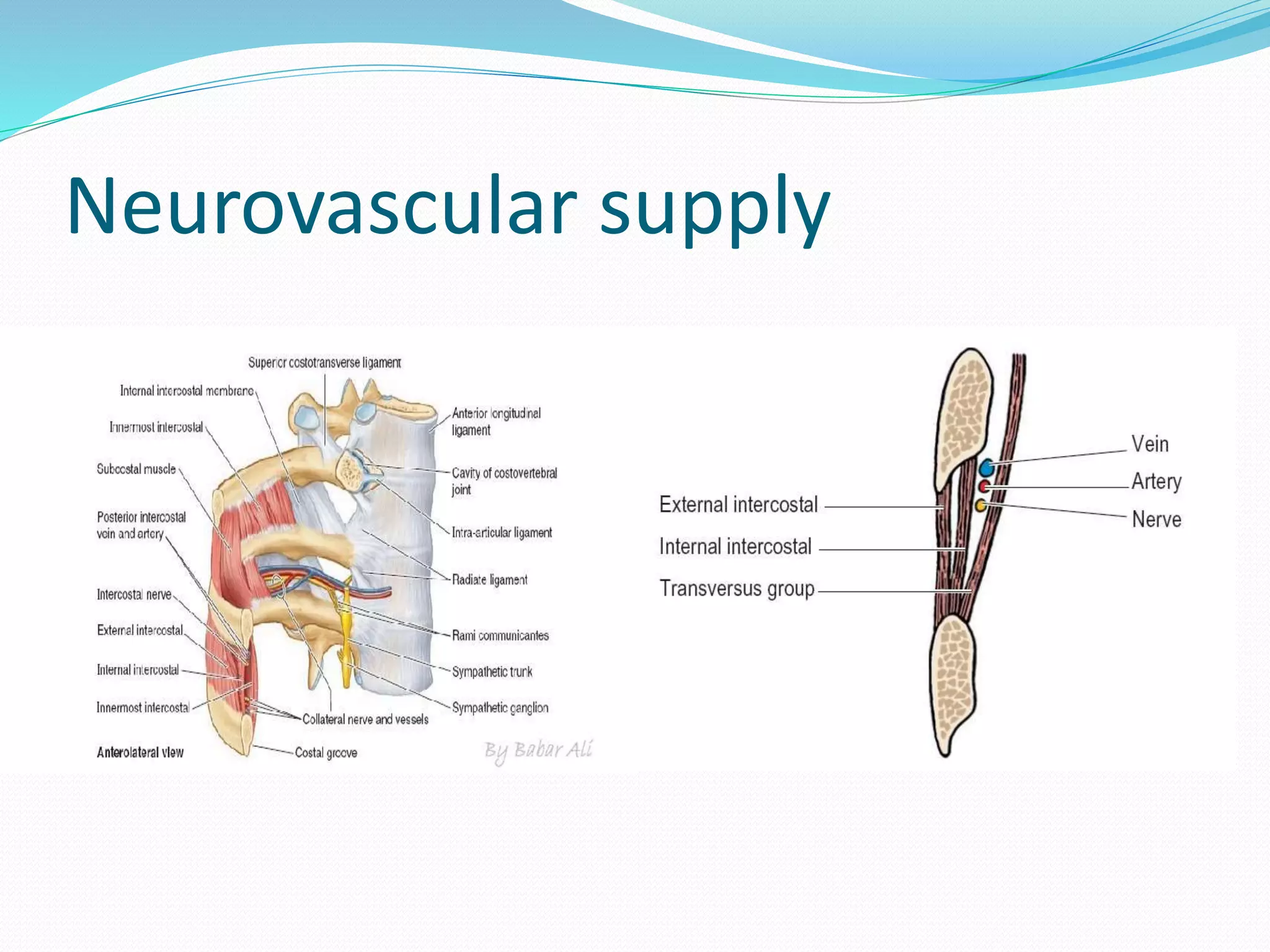 Neurovascular supply
 