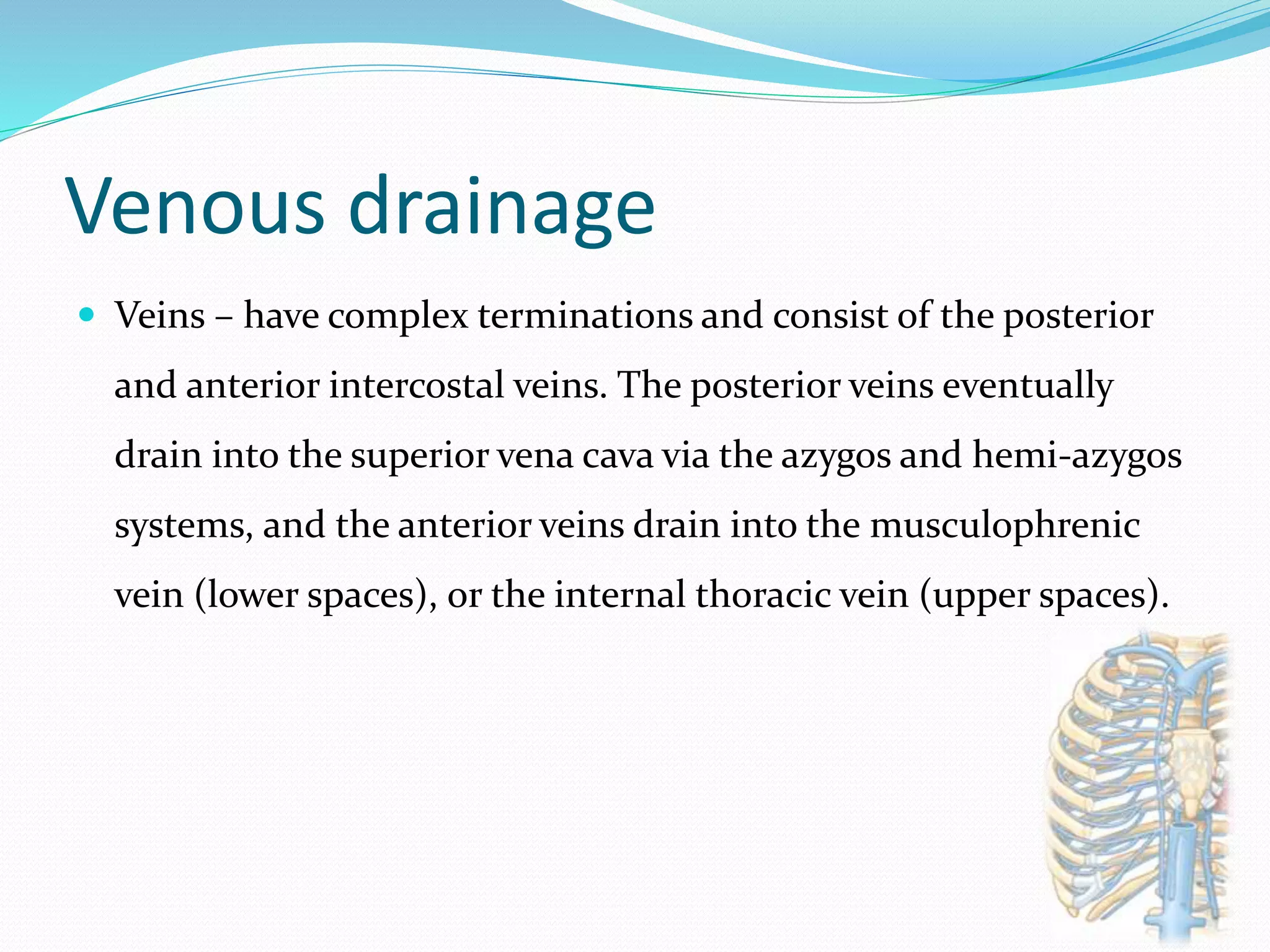 Venous drainage
 Veins – have complex terminations and consist of the posterior
and anterior intercostal veins. The posterior veins eventually
drain into the superior vena cava via the azygos and hemi-azygos
systems, and the anterior veins drain into the musculophrenic
vein (lower spaces), or the internal thoracic vein (upper spaces).
 