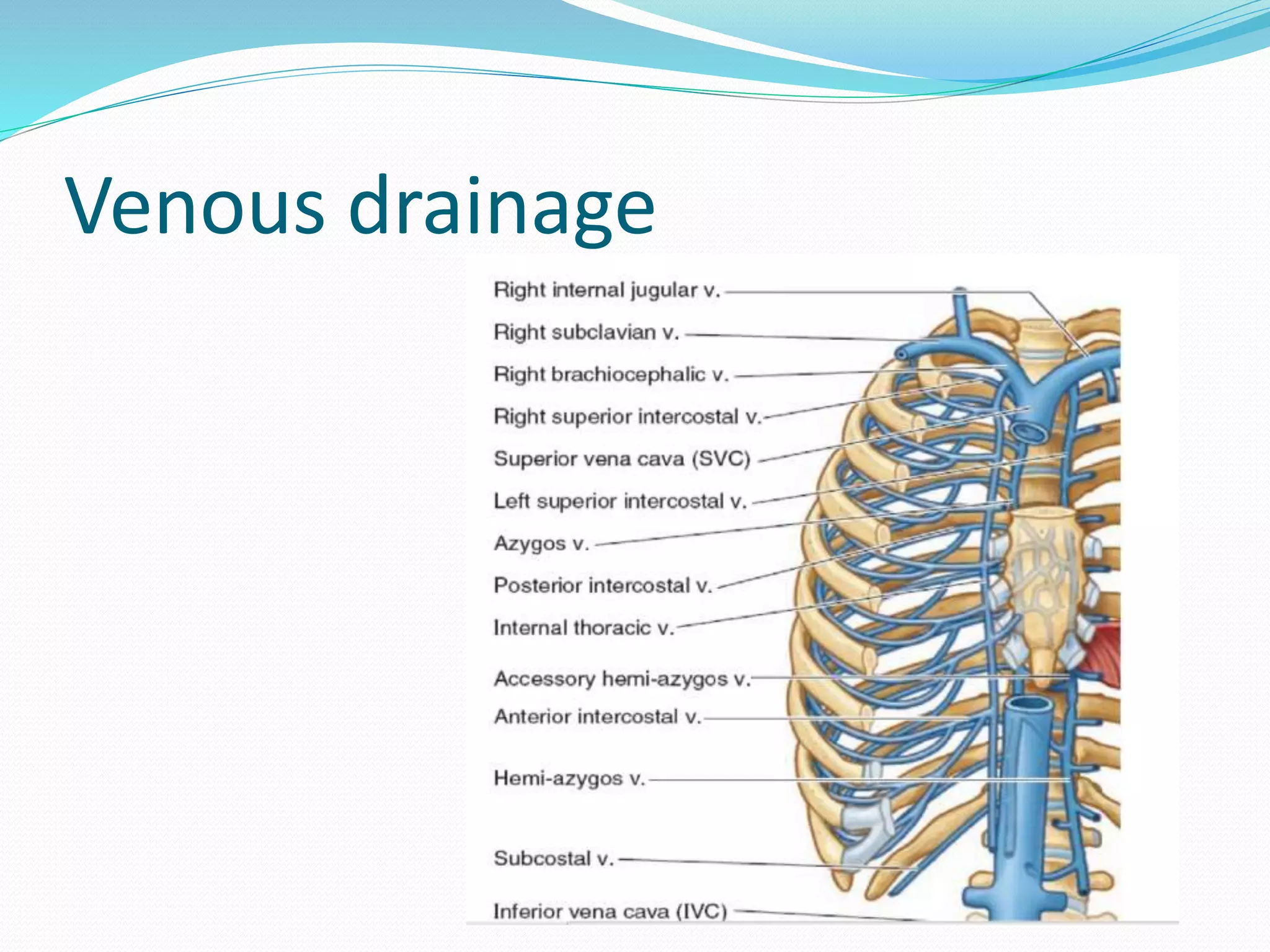 Venous drainage
 