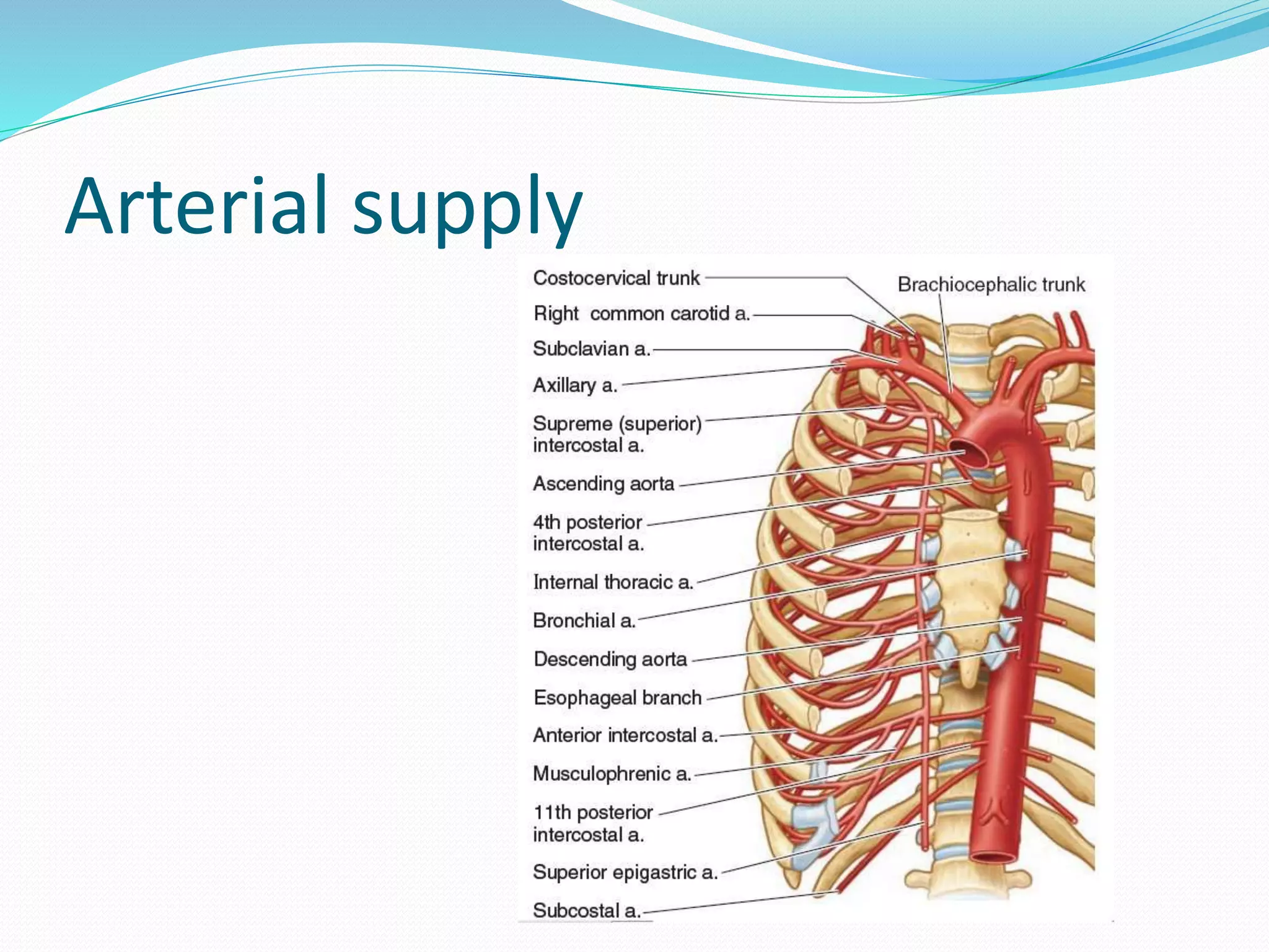 Arterial supply
 