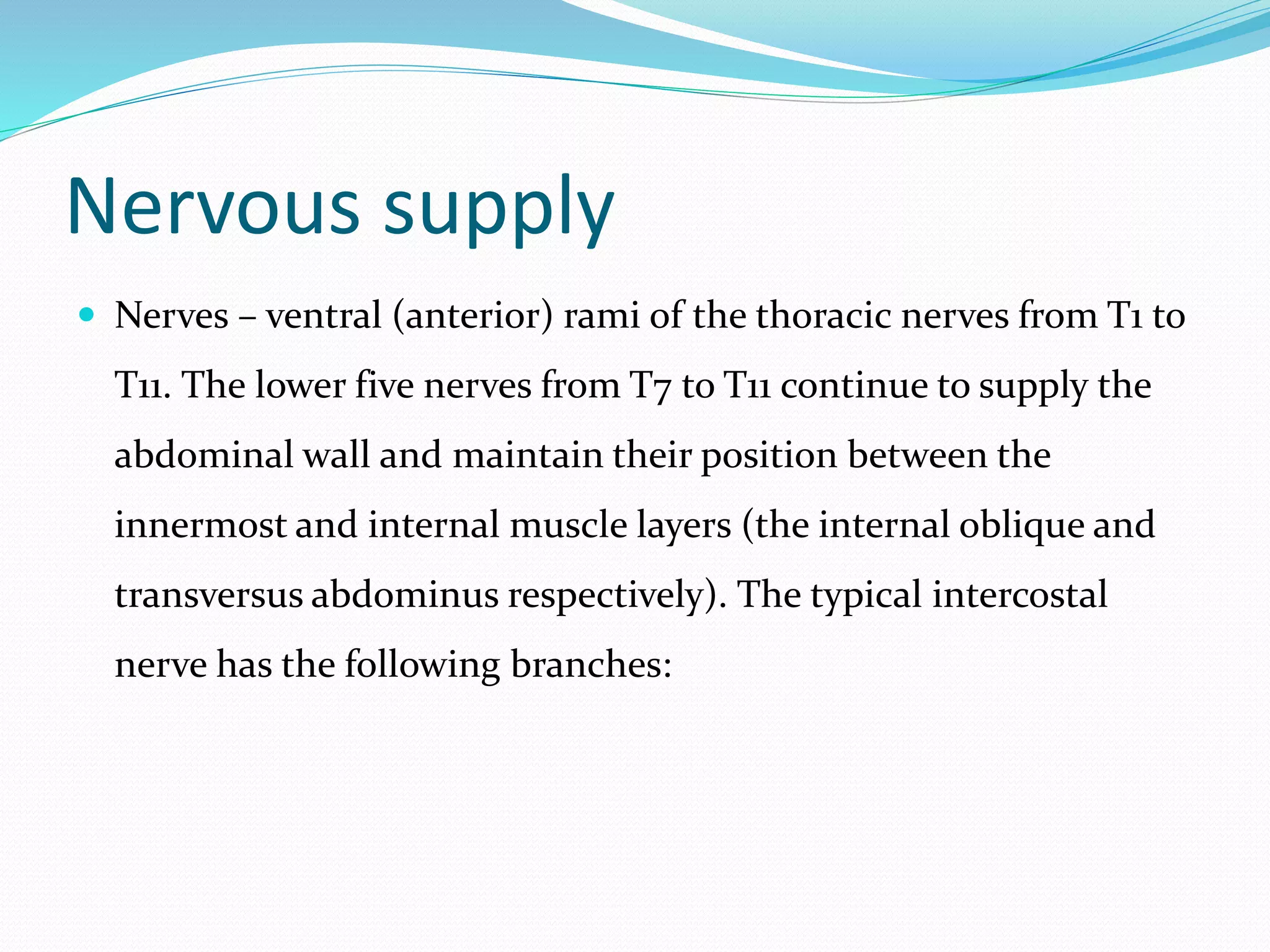 Nervous supply
 Nerves – ventral (anterior) rami of the thoracic nerves from T1 to
T11. The lower five nerves from T7 to T11 continue to supply the
abdominal wall and maintain their position between the
innermost and internal muscle layers (the internal oblique and
transversus abdominus respectively). The typical intercostal
nerve has the following branches:
 