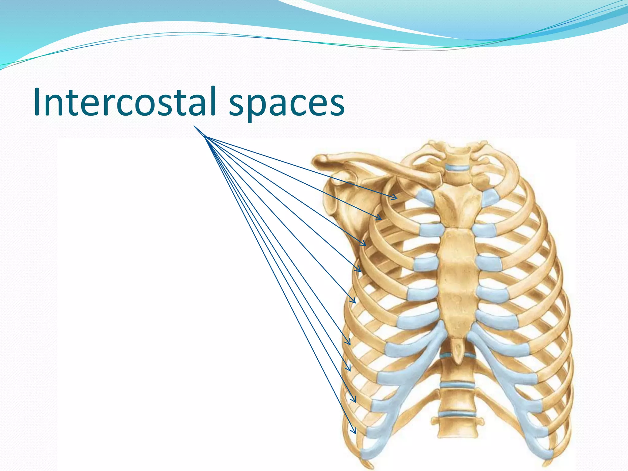 Intercostal spaces
 