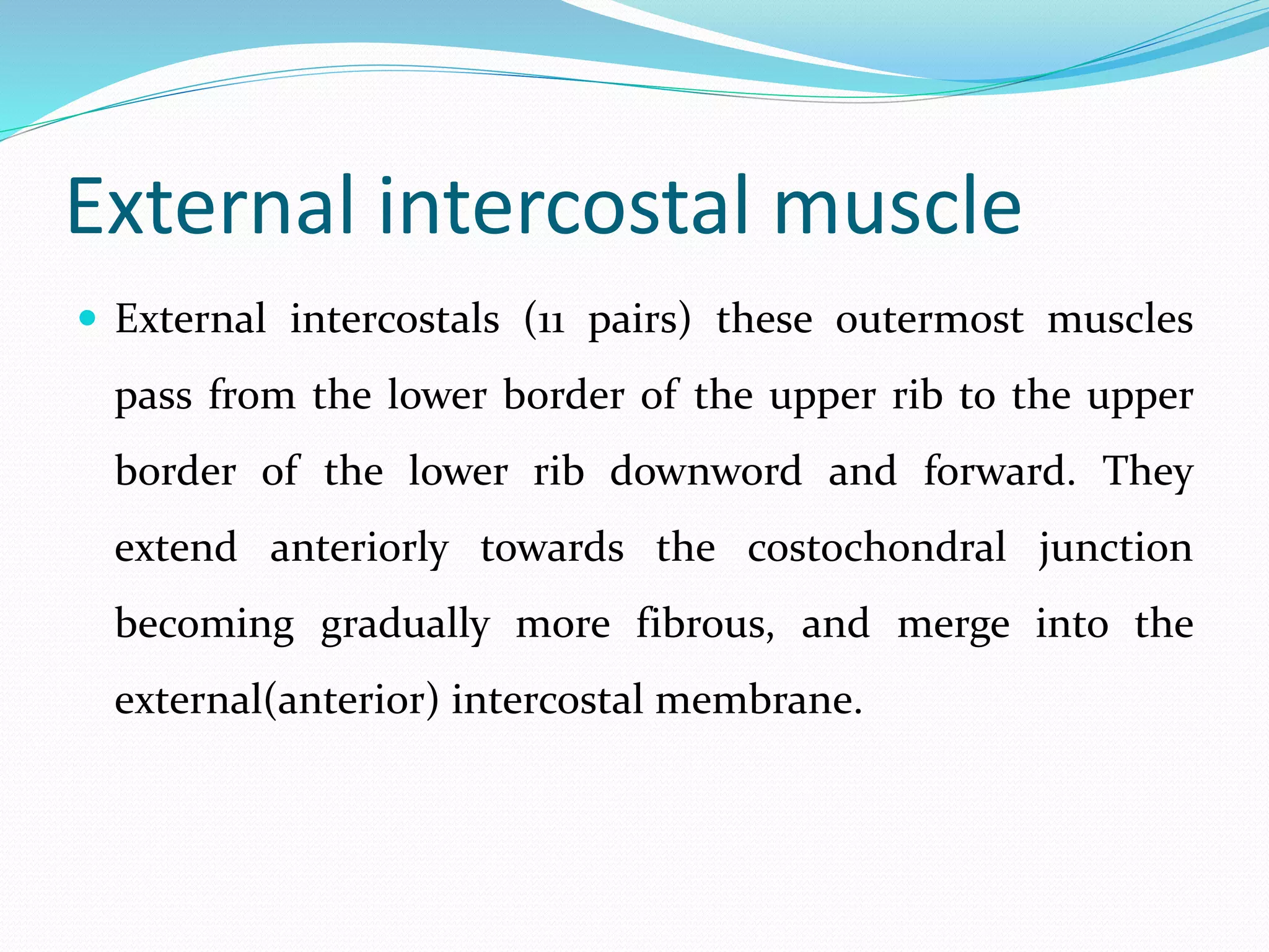External intercostal muscle
 External intercostals (11 pairs) these outermost muscles
pass from the lower border of the upper rib to the upper
border of the lower rib downword and forward. They
extend anteriorly towards the costochondral junction
becoming gradually more fibrous, and merge into the
external(anterior) intercostal membrane.
 