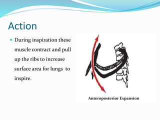 Action
 During inspiration these
muscle contract and pull
up the ribs to increase
surface area for lungs to
inspire.
Anteroposterior Expansion
 