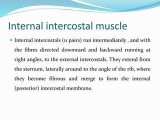 Internal intercostal muscle
 Internal intercostals (11 pairs) run intermediately , and with
the fibres directed downward and backward running at
right angles, to the external intercostals. They extend from
the sternum, laterally around to the angle of the rib, where
they become fibrous and merge to form the internal
(posterior) intercostal membrane.
 