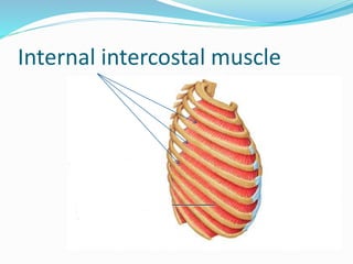 Internal intercostal muscle
 