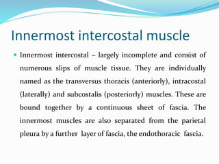 Innermost intercostal muscle
 Innermost intercostal – largely incomplete and consist of
numerous slips of muscle tissue. They are individually
named as the transversus thoracis (anteriorly), intracostal
(laterally) and subcostalis (posteriorly) muscles. These are
bound together by a continuous sheet of fascia. The
innermost muscles are also separated from the parietal
pleura by a further layer of fascia, the endothoracic fascia.
 