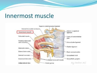 Innermost muscle
Innermost muscle
 