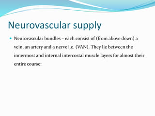 Neurovascular supply
 Neurovascular bundles – each consist of (from above down) a
vein, an artery and a nerve i.e. (VAN). They lie between the
innermost and internal intercostal muscle layers for almost their
entire course:
 