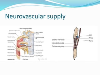 Neurovascular supply
 