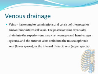 Venous drainage
 Veins – have complex terminations and consist of the posterior
and anterior intercostal veins. The posterior veins eventually
drain into the superior vena cava via the azygos and hemi-azygos
systems, and the anterior veins drain into the musculophrenic
vein (lower spaces), or the internal thoracic vein (upper spaces).
 