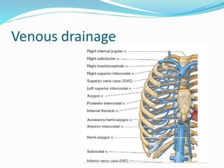 Venous drainage
 