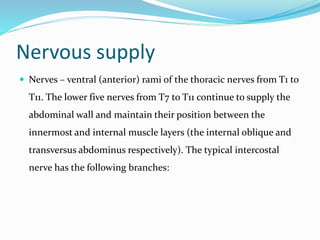 Nervous supply
 Nerves – ventral (anterior) rami of the thoracic nerves from T1 to
T11. The lower five nerves from T7 to T11 continue to supply the
abdominal wall and maintain their position between the
innermost and internal muscle layers (the internal oblique and
transversus abdominus respectively). The typical intercostal
nerve has the following branches:
 