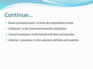 Continue…
 Rami communicantes to from the sympathetic trunk.
 Collateral to the intercostal muscles and pleura.
 Lateral cutaneous to the lateral wall skin and muscles.
 Anterior cutaneous to the anterior wall skin and muscles.
 