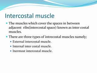 Intercostal muscle
 The muscles which cover the spaces in between
adjacent ribs(intercostal space) known as inter costal
muscles.
 There are three types of intrecostal muscles namely;
 External intercostal muscle.
 Internal inter costal muscle.
 Inermost intercostal muscle.
 