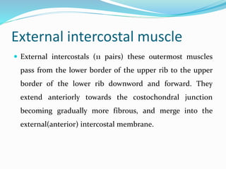 External intercostal muscle
 External intercostals (11 pairs) these outermost muscles
pass from the lower border of the upper rib to the upper
border of the lower rib downword and forward. They
extend anteriorly towards the costochondral junction
becoming gradually more fibrous, and merge into the
external(anterior) intercostal membrane.
 