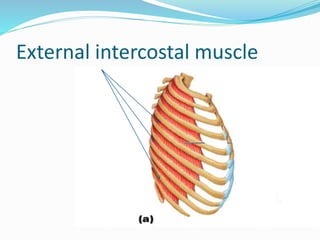 External intercostal muscle
 