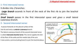 anatomical study of the intercostal spaces.pptx