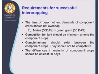 Requirements for successful
intercropping
• The time of peak nutrient demands of component
crops should not overleap.
Eg. Maize (50DAS) + green gram (35 DAS)
• Competition for light should be minimum among the
component crops.
• Complementary should exist between the
component crops. They should not be competitive.
• The differences in maturity of component crops
should be at least 30 days.
 