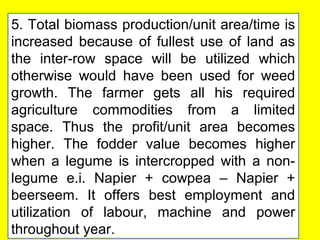 5. Total biomass production/unit area/time is
increased because of fullest use of land as
the inter-row space will be utilized which
otherwise would have been used for weed
growth. The farmer gets all his required
agriculture commodities from a limited
space. Thus the profit/unit area becomes
higher. The fodder value becomes higher
when a legume is intercropped with a non-
legume e.i. Napier + cowpea – Napier +
beerseem. It offers best employment and
utilization of labour, machine and power
throughout year.
 