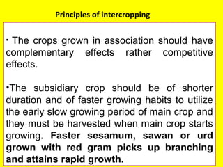 • The crops grown in association should have
complementary effects rather competitive
effects.
•The subsidiary crop should be of shorter
duration and of faster growing habits to utilize
the early slow growing period of main crop and
they must be harvested when main crop starts
growing. Faster sesamum, sawan or urd
grown with red gram picks up branching
and attains rapid growth.
Principles of intercropping
 