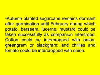•Autumn planted sugarcane remains dormant
after germination until February during which
potato, berseem, lucerne, mustard could be
taken successfully as companion intercrops.
Cotton could be intercropped with onion,
greengram or blackgram; and chillies and
tomato could be intercropped with onion.
 