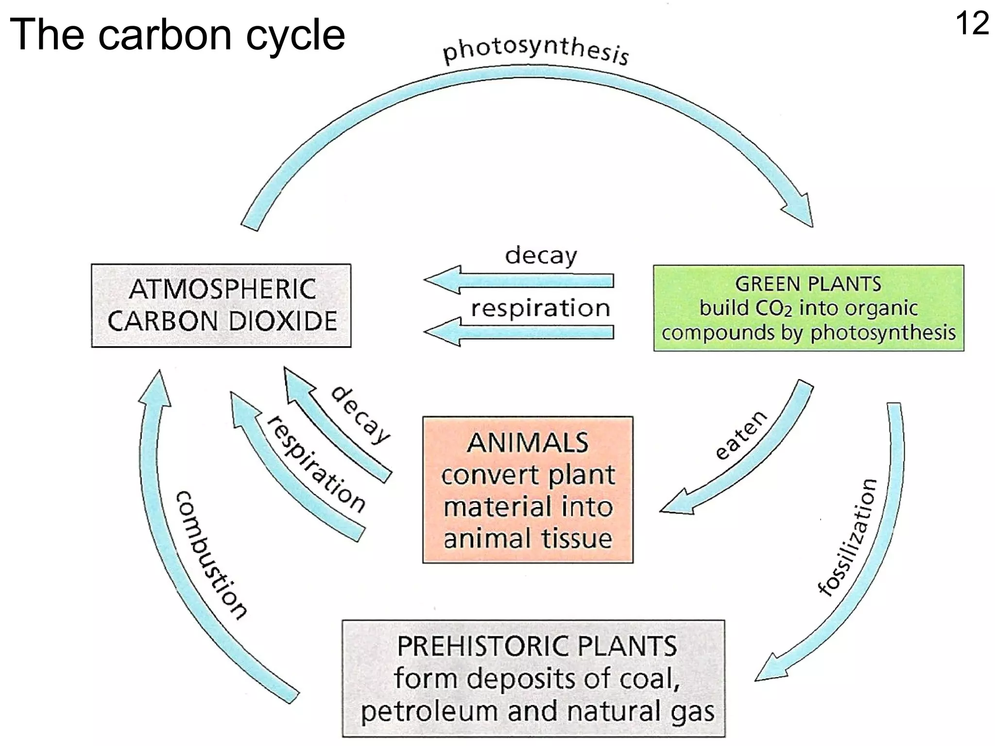 12The carbon cycle
 