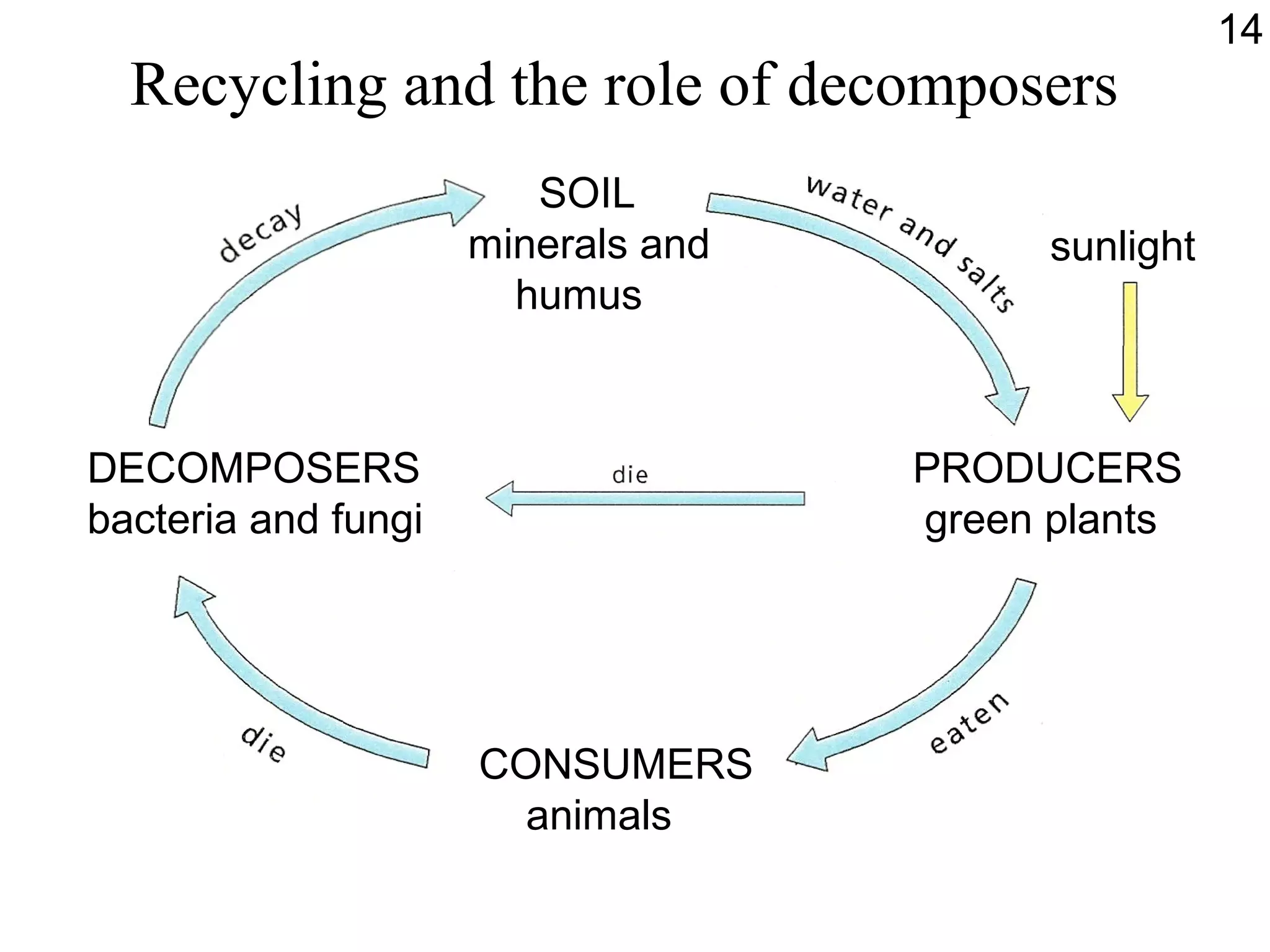 Recycling and the role of decomposers
PRODUCERS
green plants
CONSUMERS
animals
DECOMPOSERS
bacteria and fungi
SOIL
minerals and
humus
sunlight
14
 