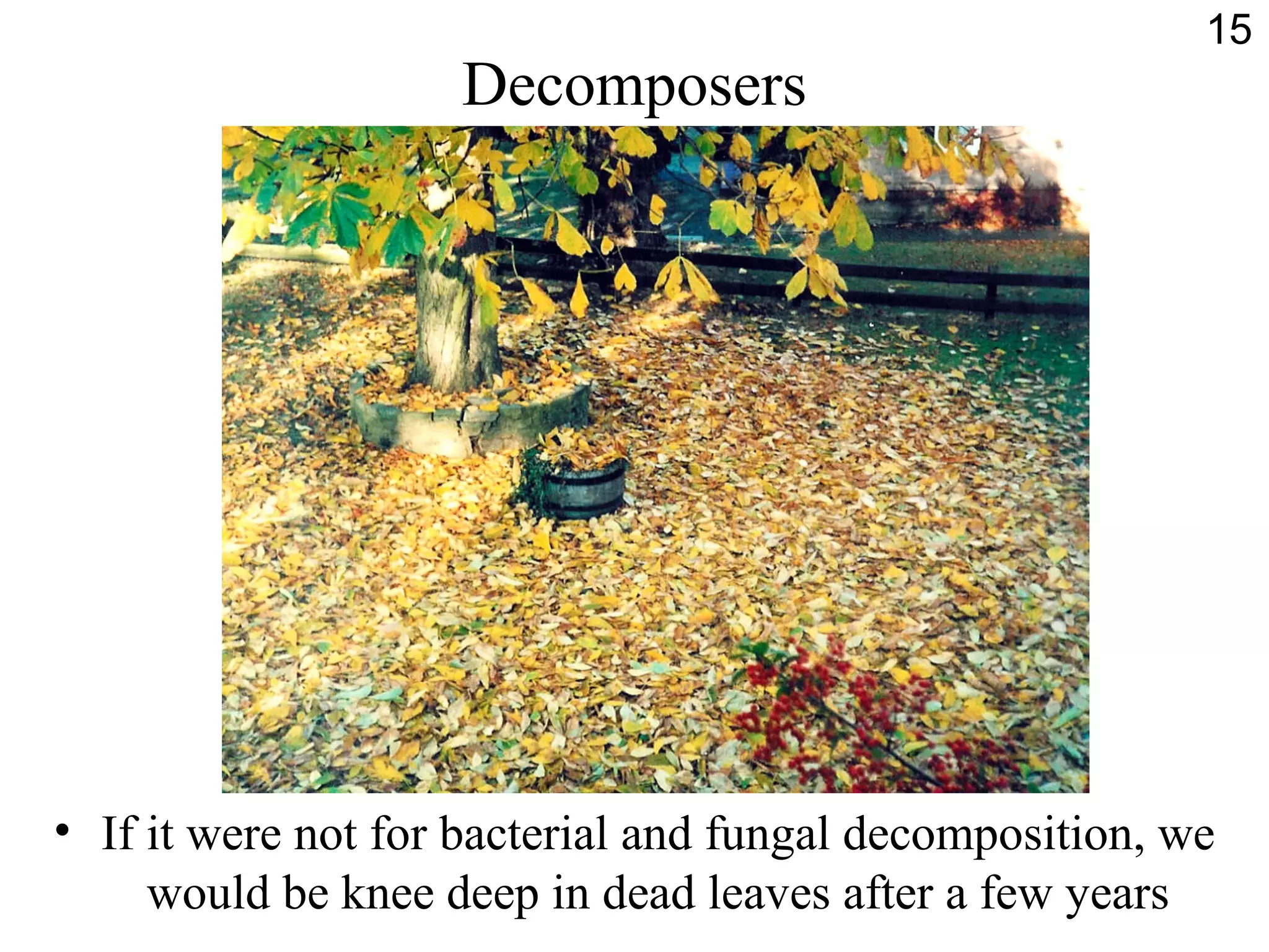 Decomposers
• If it were not for bacterial and fungal decomposition, we
would be knee deep in dead leaves after a few years
15
 