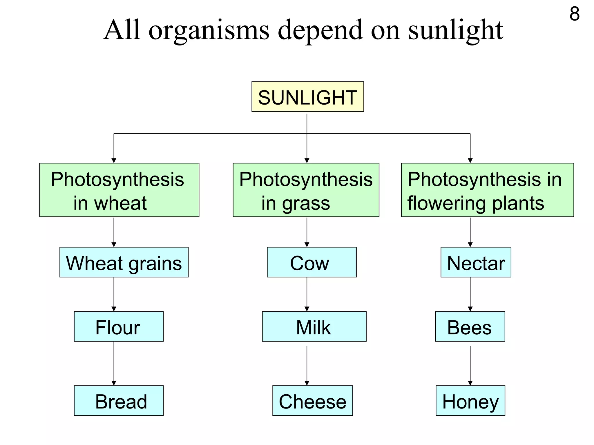 All organisms depend on sunlight
SUNLIGHT
Wheat grains
Flour
Bread
Cow
Milk
Cheese
Nectar
Bees
Honey
Photosynthesis
in wheat
Photosynthesis
in grass
Photosynthesis in
flowering plants
8
 
