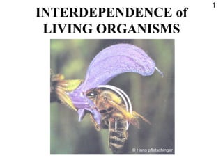 INTERDEPENDENCE of
LIVING ORGANISMS
1
© Hans pfletschinger
 