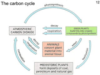 12The carbon cycle
 