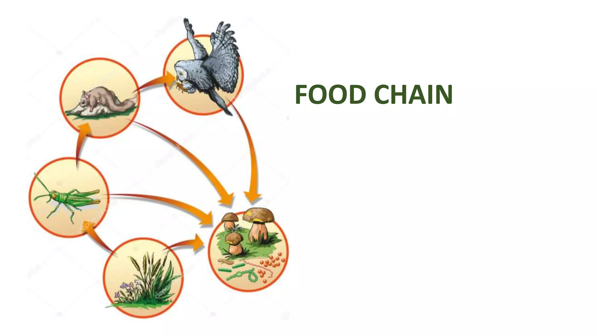Interdependence in living beings.pptx