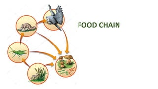 FOOD CHAIN
 