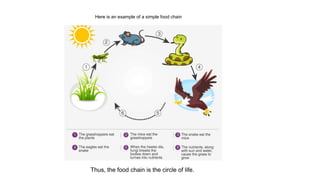 Here is an example of a simple food chain
Thus, the food chain is the circle of life.
 
